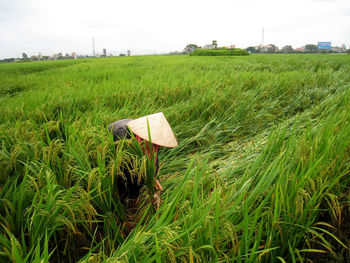 Scenic view of agricultural field against sky