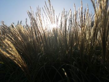 Close-up of stalks in field against sky