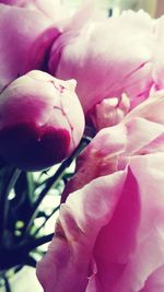 Close-up of pink flowers