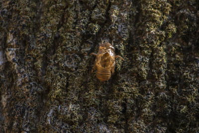 Exoskeleton of the cicada nymph on the trunk in brazil. 