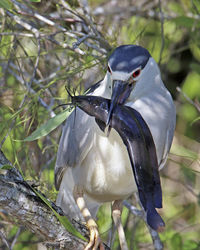 Close-up of bird with fish in beak