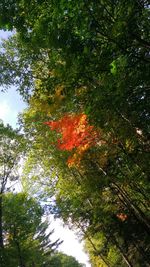 Low angle view of trees