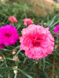 Close-up of pink flowers