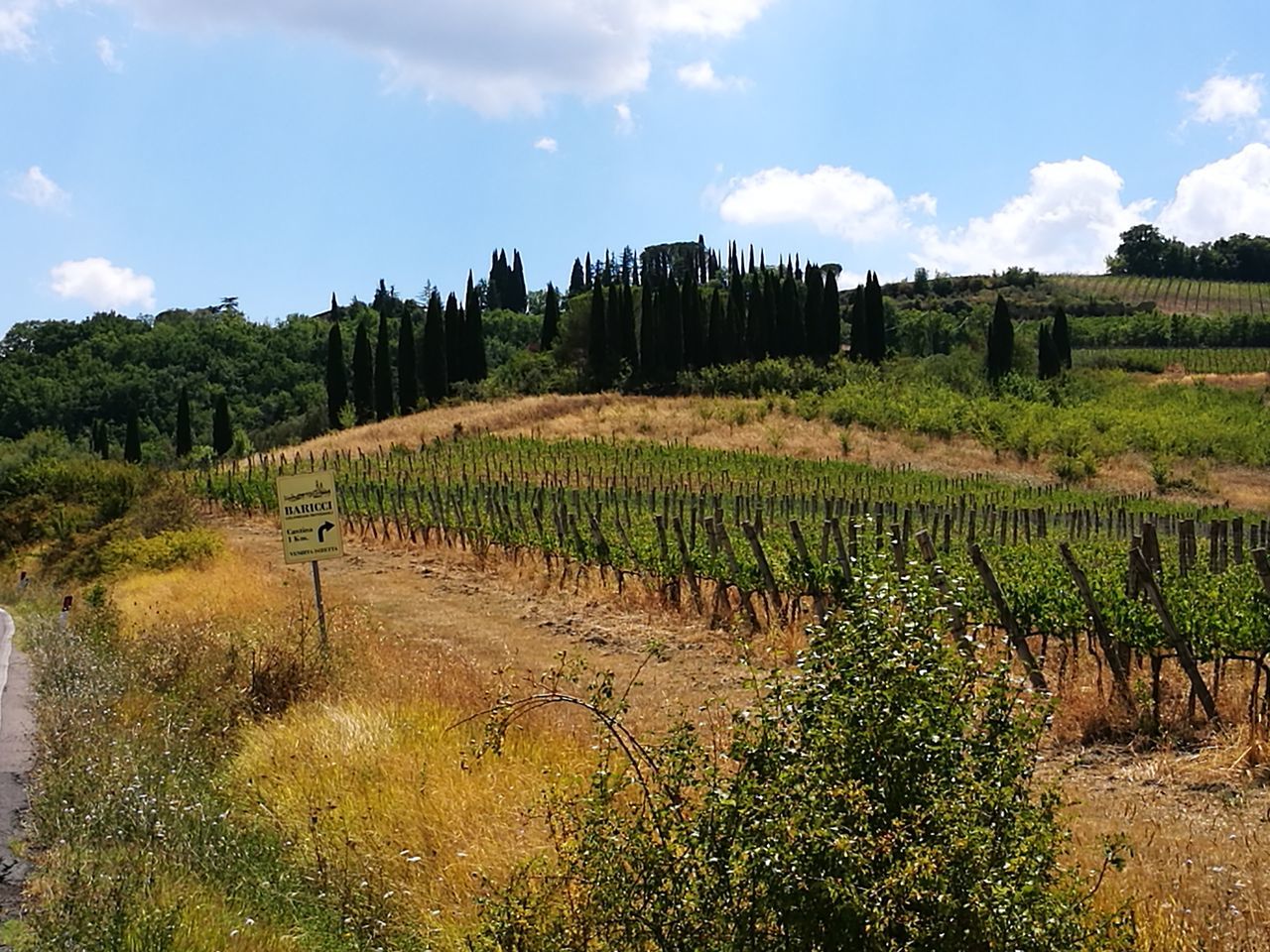 vineyard, agriculture, field, landscape, growth, nature, sky, cloud - sky, scenics, winemaking, tree, tranquil scene, tranquility, rural scene, green color, outdoors, no people, day, beauty in nature, grass