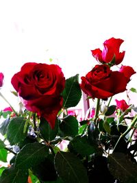 Close-up of rose bouquet