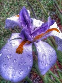 Close-up of water drops on purple flower