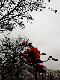 Low angle view of blooming tree against sky
