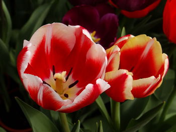 Close-up of red tulips