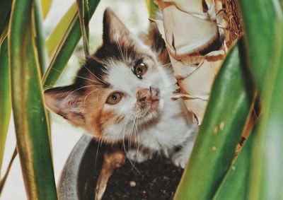 Close-up portrait of a kitten