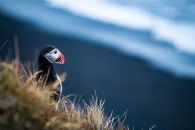 Icelandic puffin