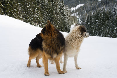 Two dogs on snow covered land