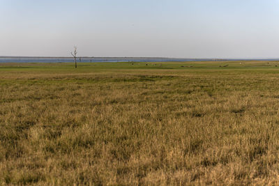 Scenic view of field against clear sky