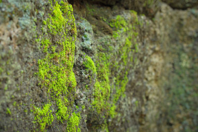 Close-up of moss growing on tree trunk