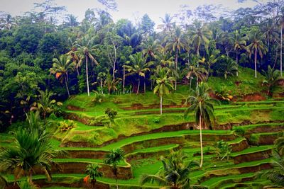 Scenic view of grassy field