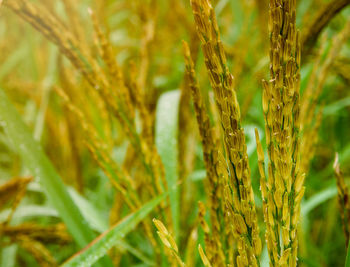 Close-up of stalks in field