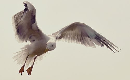Low angle view of seagull flying against clear sky