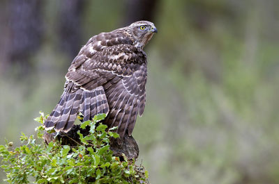 Close-up of eagle perching on tree