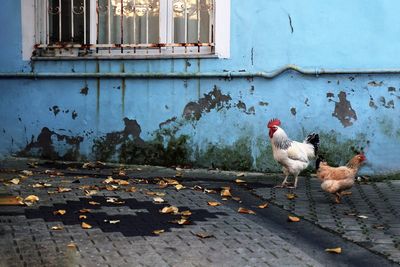 Two chickens are beside the owner's house