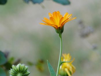 Close-up of yellow flowering plant