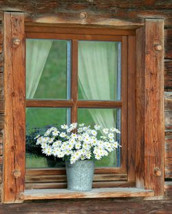 Flower plants growing on window of building