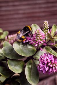 Close-up of bee pollinating on purple flower