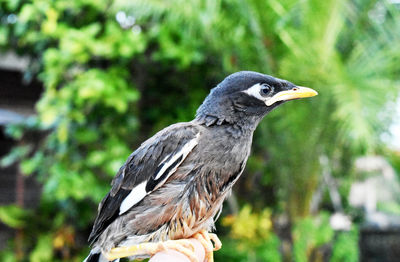 Close-up of a bird