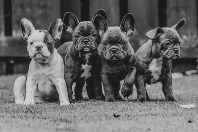 Close-up of cute french bulldog puppies on field