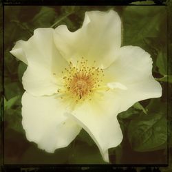 Close-up of white flower