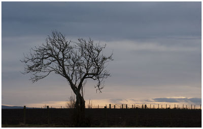 Silhouette bare tree on field against sky during sunset