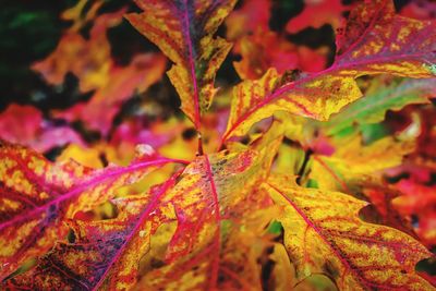 Close-up of maple leaves on plant