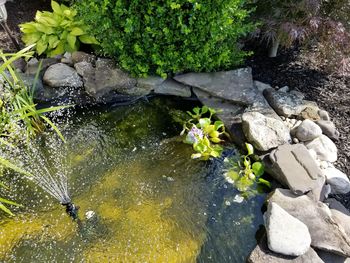 Close-up of flowers floating on water