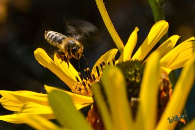 Close-up of butterfly on flower