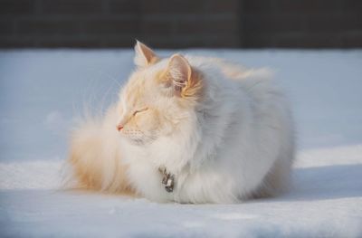 Cat lying on snow