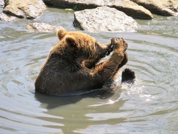 Bear swimming in lake