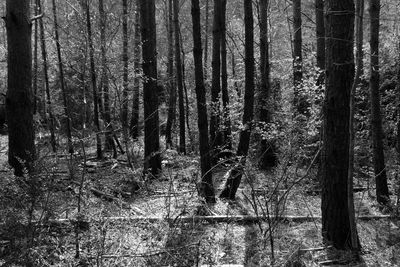 Full frame shot of trees in forest