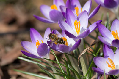 Close-up of bee on purple crocus