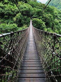 View of rope bridge in forest