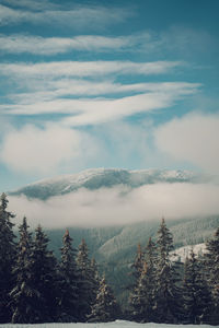 Scenic view of pine trees against sky