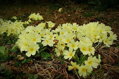 Close-up of yellow flower blooming in field