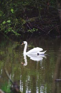 Swan floating on lake