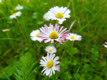 Close-up of white daisy blooming in field