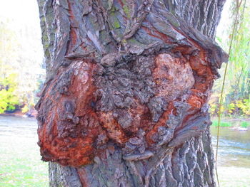 Close-up of tree trunk in forest