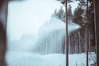 Snow covered land and trees in forest