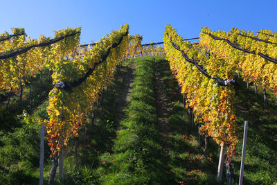 Scenic view of vineyard against sky