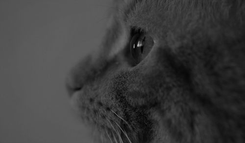 Close-up of cat looking away