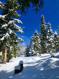 Snow covered plants and trees against blue sky