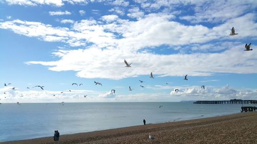 Birds flying over beach