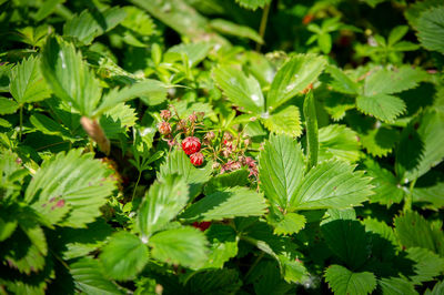 Close-up of berries growing on plant