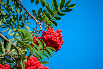 Low angle view of berries growing on tree against clear blue sky