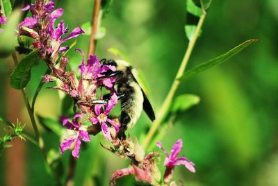 Close-up of bee on purple flowers